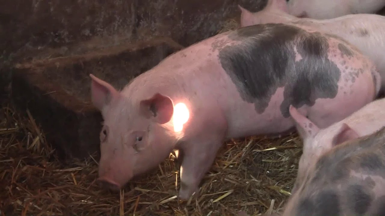 2019.12.31. - Mi a jövedelmezőbb?