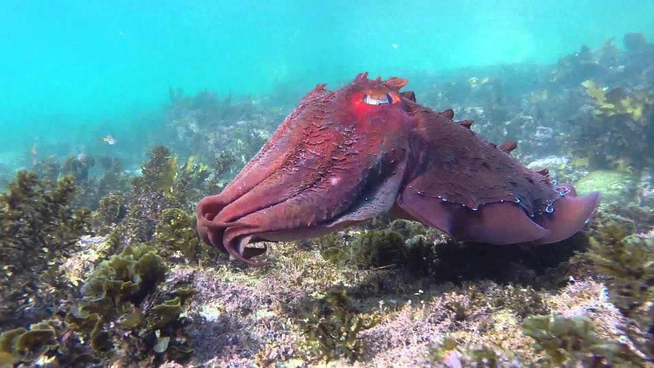 Beneath the Surface - Snorkeling at Shelly Beach and Cabbage Tree Bay