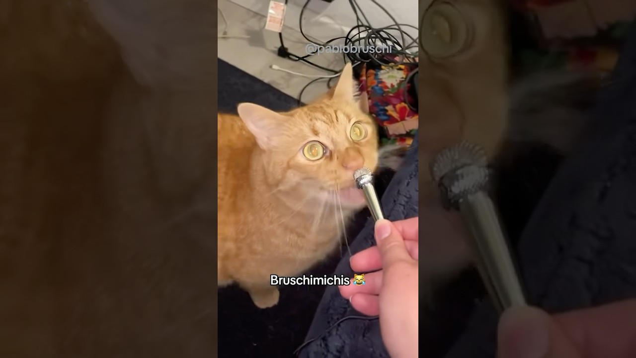 BRUSCHIMICHIS 382 😹