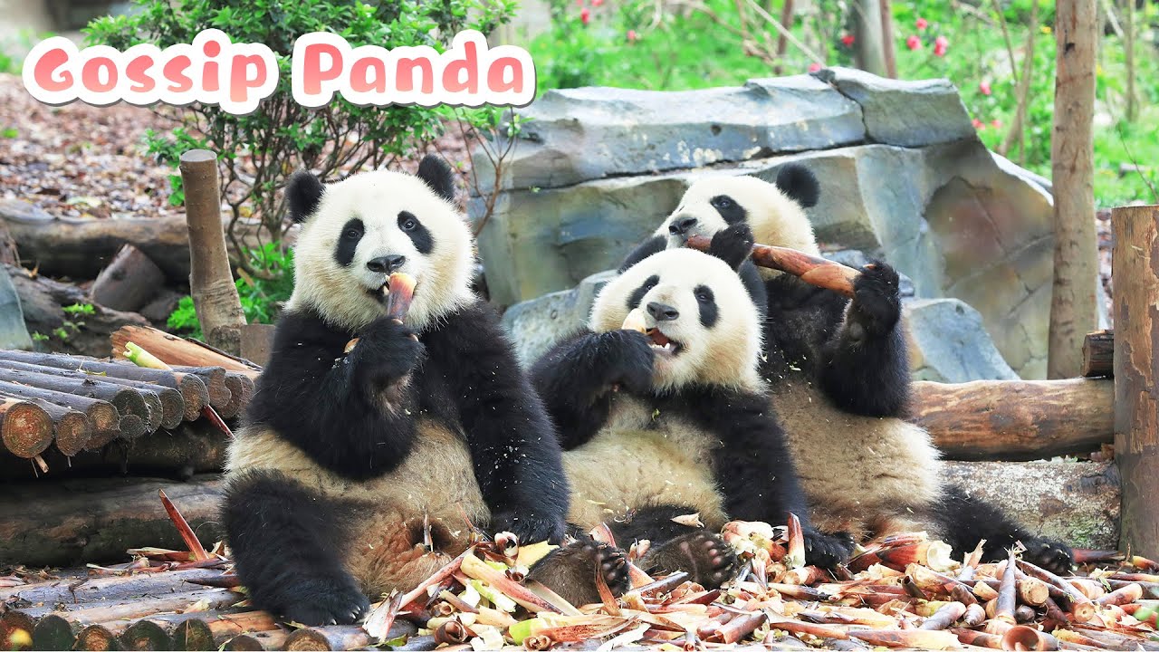 【If Pandas Can Talk】Episode 1 Gossip Panda | iPanda