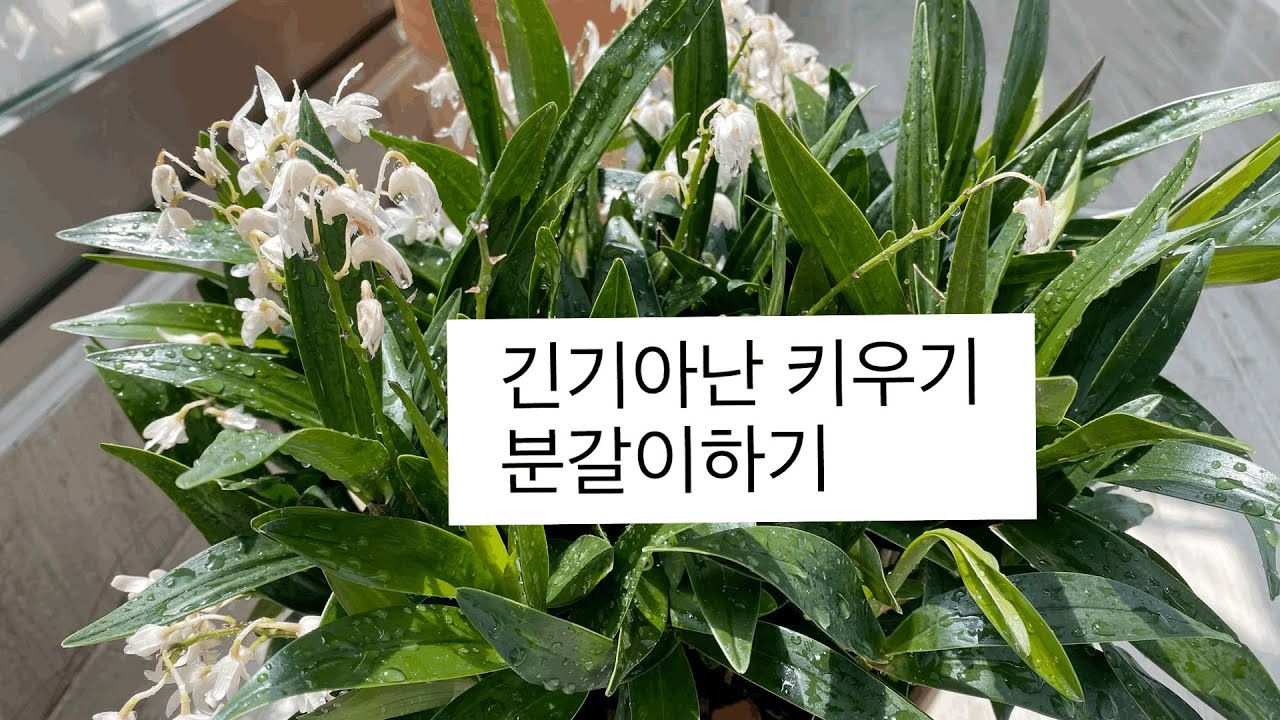 긴기아난 키우기와 분갈이하기