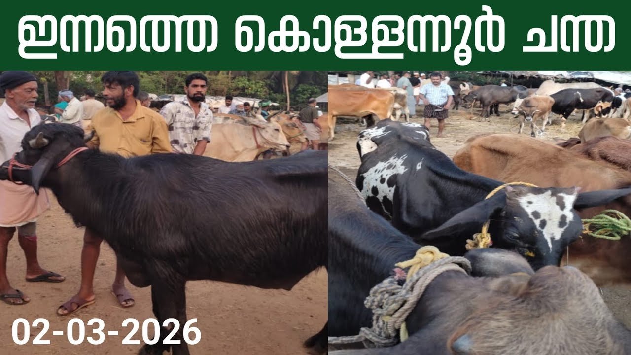 2/3/2026/ ഇന്നത്തെ കൊള്ളന്നൂർ ചന്ത #simple_work യൂട്യൂബ് ചാനൽ