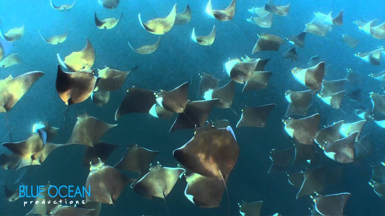 Diego swims with a thousand mobula rays off La Paz
