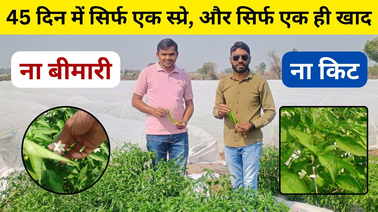 with crop cover just one spray & one fertilizer in 45 days #aasankheti #chillifarming #lowtunnel