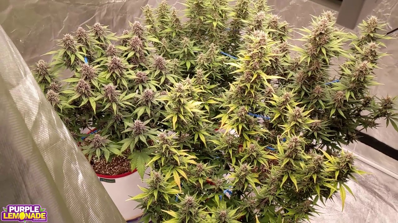 Purple Lemonade Week 7