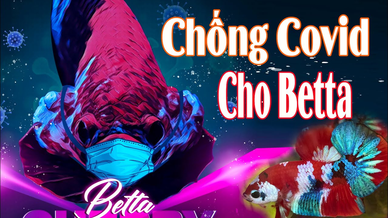 Chỉ Thị 16 - Giải cứu BETTA KHỎI VIRUS CORONA ✩ Rescue bettas fish from Corona Virus