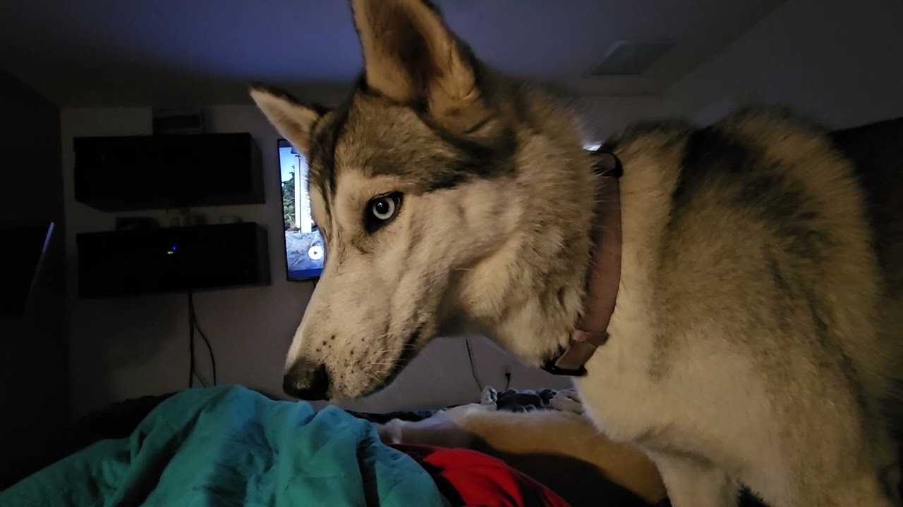 Mira giving me the side eye #huskydog