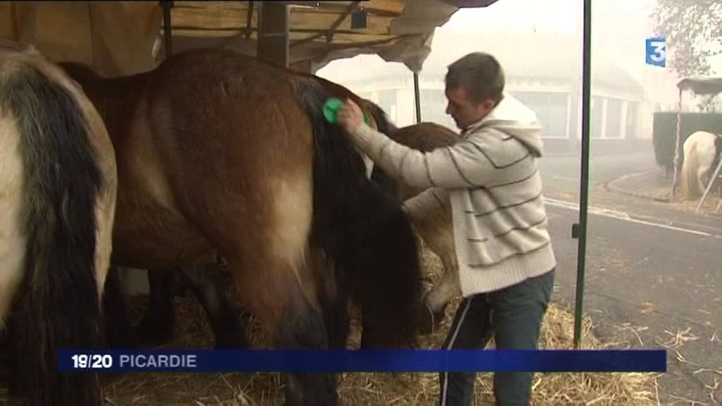 La Foire de la Saint-Clément d'Airaines, rendez-vous des éleveurs de chevaux de trait
