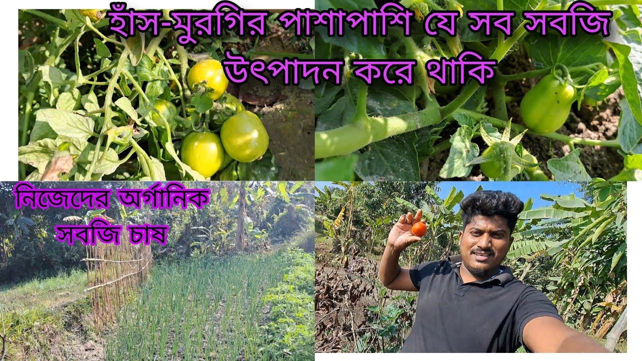 হাঁস মুরগির পাশাপাশি আমরা নিজেরা যা উৎপাদন করে খাবার সরবারাহ করে থাকি 