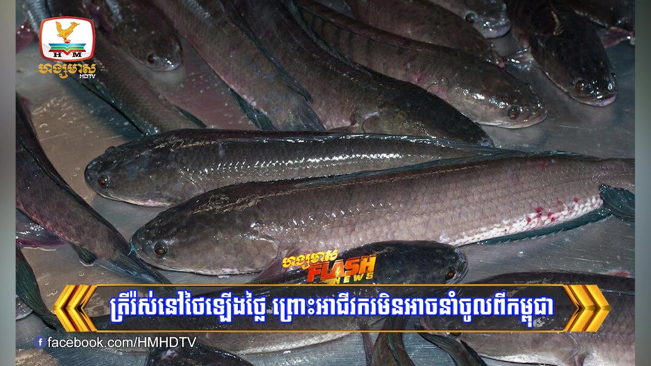ត្រីរ៉ស់នៅថៃឡើងថ្លៃ ព្រោះអាជីវករមិនអាចនាំចូលពីកម្ពុជា | Flash News (21-08-2025) 5:30PM