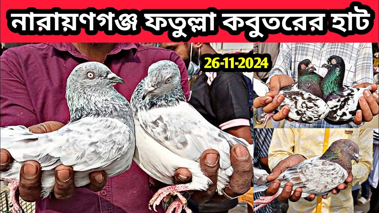 26-11-2024 নারায়ণগঞ্জ ফতুল্লা কবুতরের হাট। Fatullah kobutor hat. Fatullah pigeon market. pigeons hat
