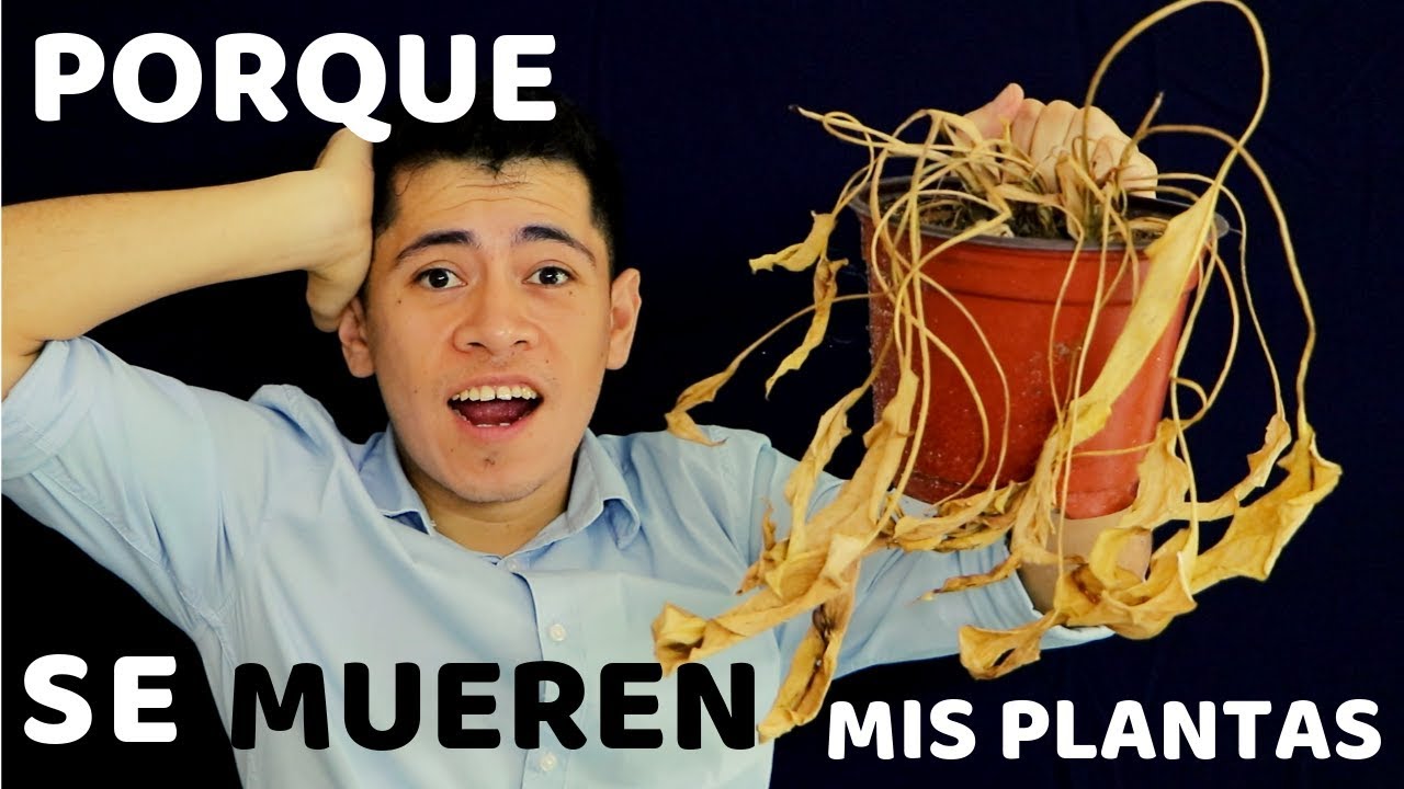 PORQUE TUS PLANTAS SE MUEREN O SECAN ?