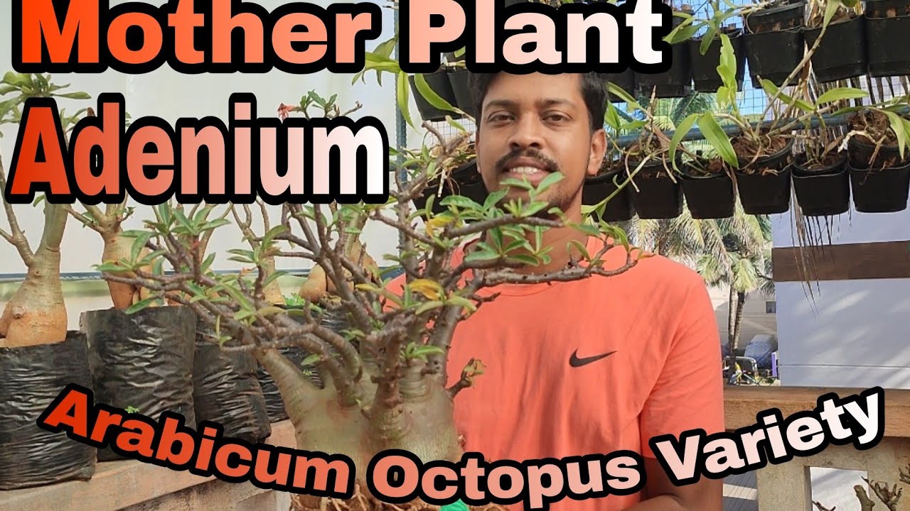 Arabicum Mother Plant Octopus.. Best Blooming Variety