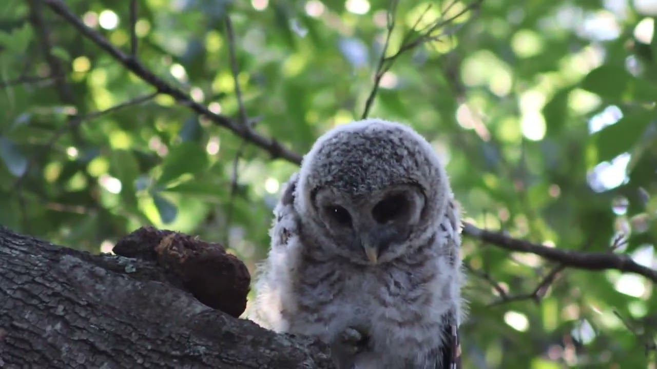 Barred Owlet  talking to a dragonfly