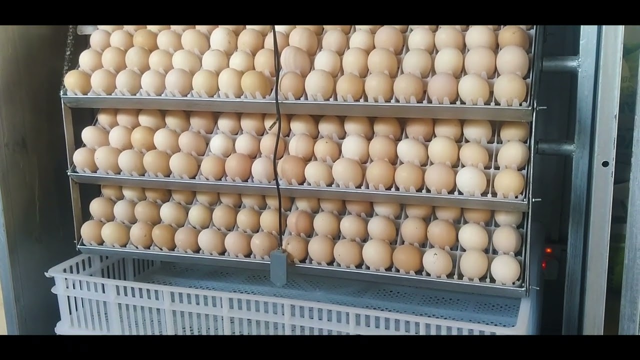 LAZIMA UPATE MATOKEO YA 100% UNAPOTUMIA INCUBATORS ZETU WENGI WAMEFANIKIWA ZAMU YAKO SASA 0713852296