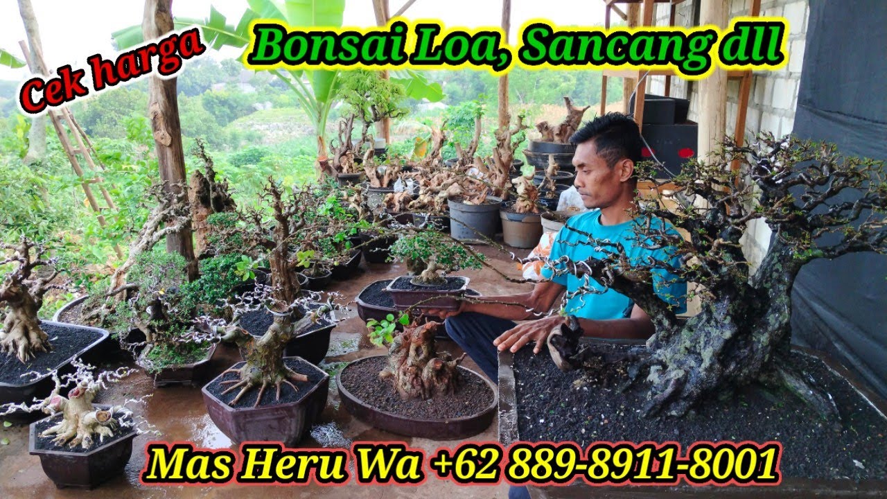 Cek harga bonsai loa, Sancang dll koleksi Mas Heru WA +62 889-8911-8001