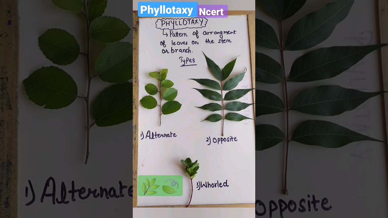 #Phyllotaxy🌿🍃 #arrangment of #leaves #ncert  #11th_biology  #shortsfeed #shorts #shortvideo #viral