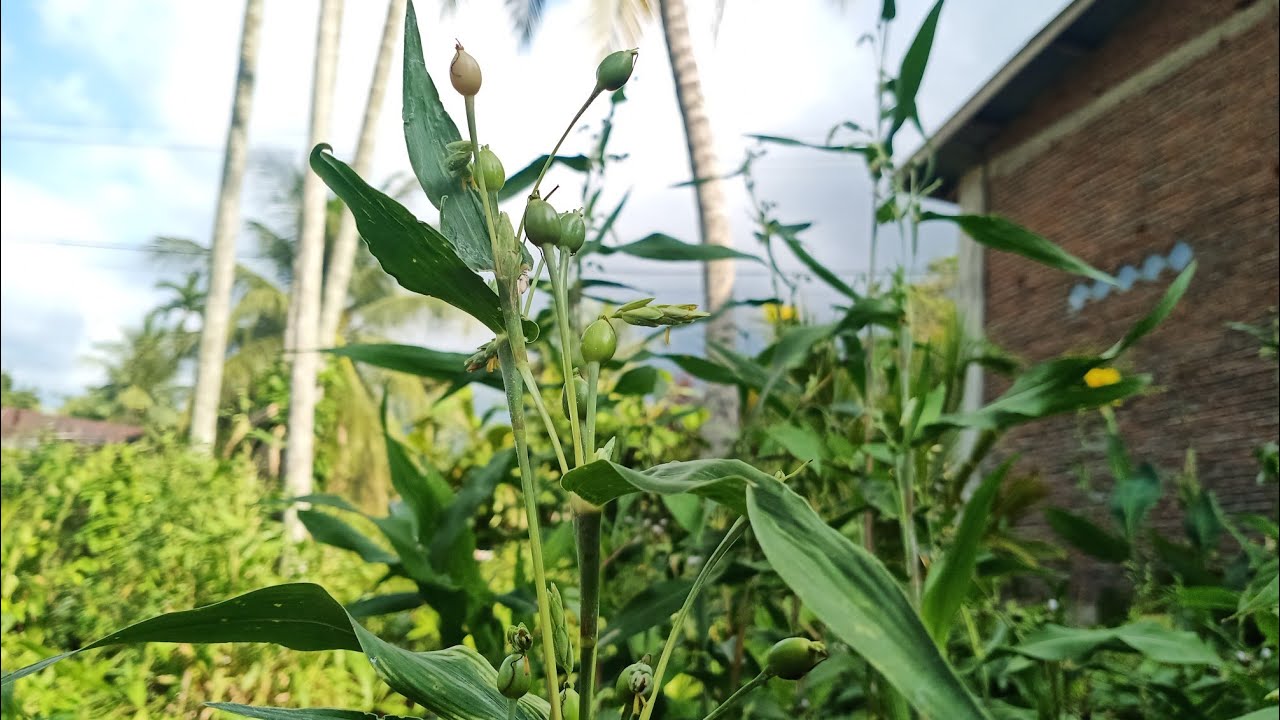 Job's tears (&nbsp;Coix lacryma-jobi ) ~ wild plants as traditional medicine | AroundUs