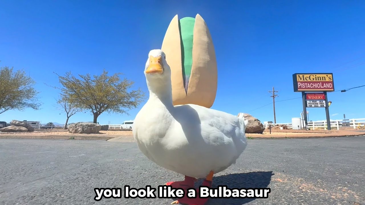 I took my duck to The World’s Largest Pistachio (PistachioLand)