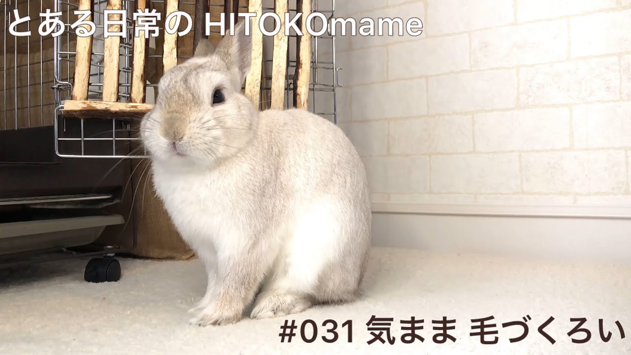 「気まま 毛づくろい」