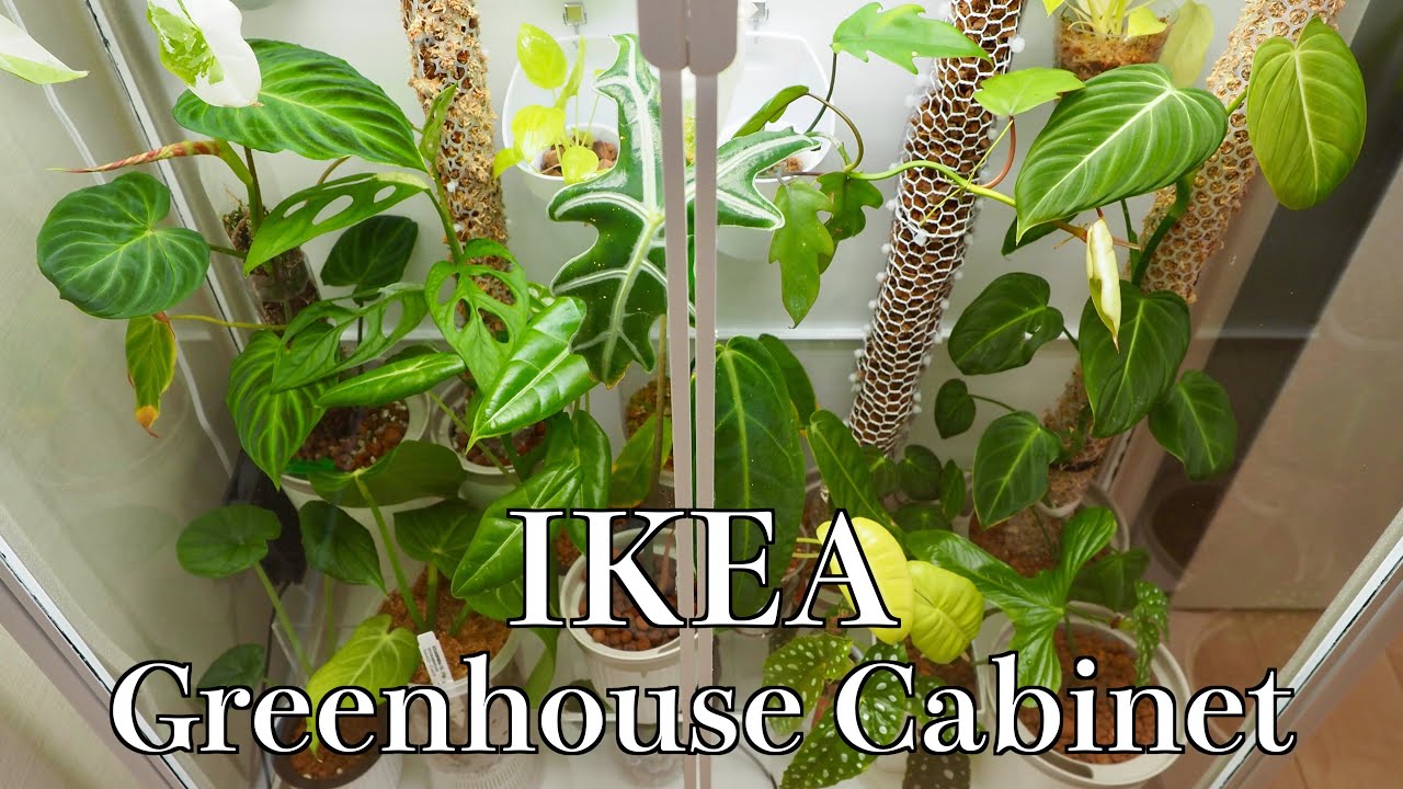【PLANT TOUR】IKEAのキャビネットで熱帯植物を育てる｜簡易温室【Greenhouse Cabinet】