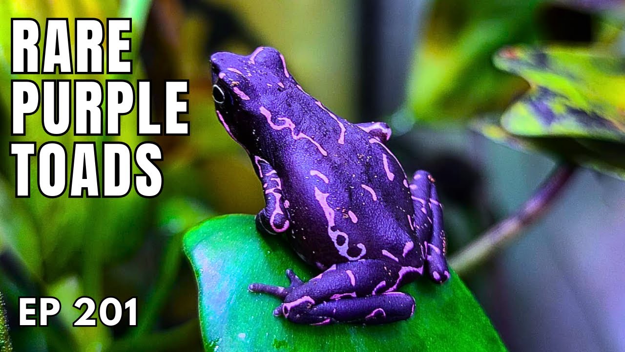 How to Breed Purple Harlequin Toads - Ep. 201