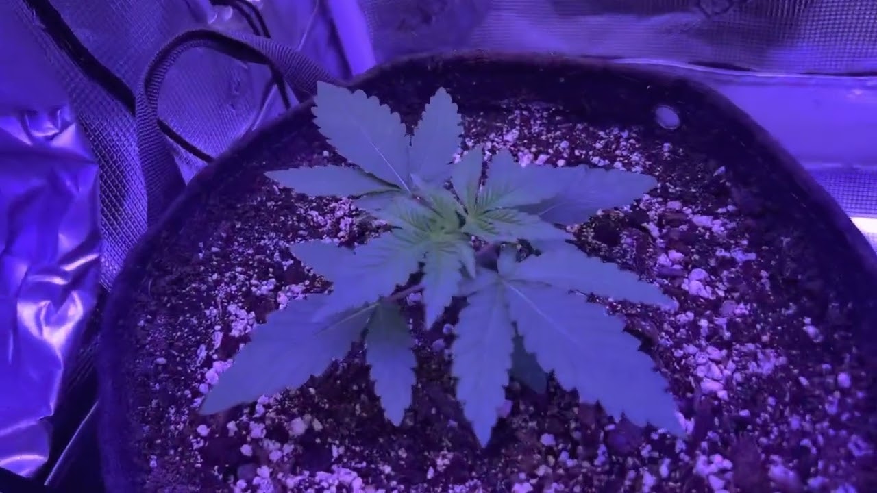 Kyle&rsquo;s Skywalker OG Lovin the Kind LED X80~Week 1 Veg Update~Grow Strong Industries Gorilla Grow Off
