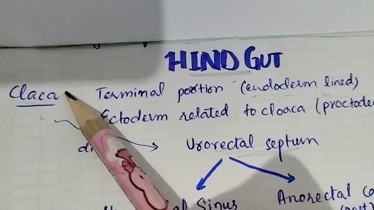 Hindgut development complete || Megacolon/Hirschprung disease
