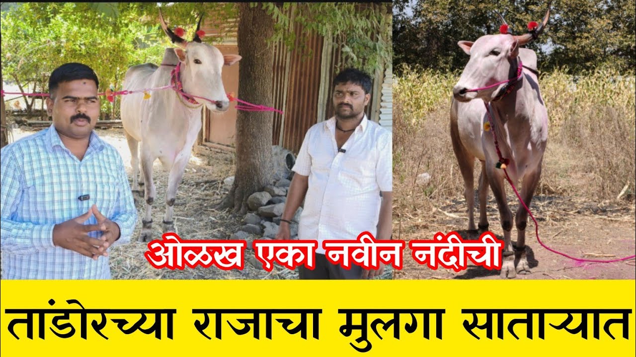 वळू क्षेत्रातील टॉपचा वळू तांडोरच्या राजाची मुलगा साताऱ्यात रेतनासाठी चालू  #निसर्गाची_नाळ 