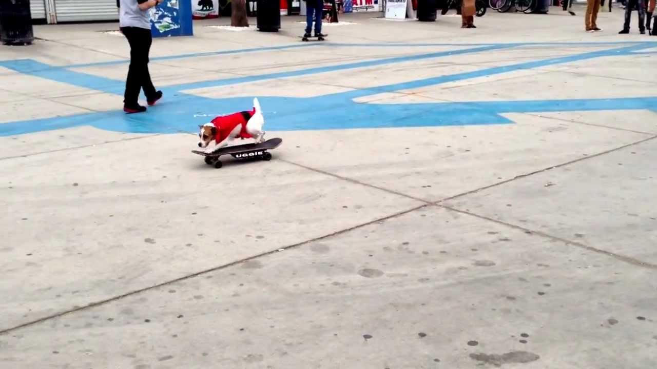 Uggie the dog on a skateboard in Venice Beach, CA