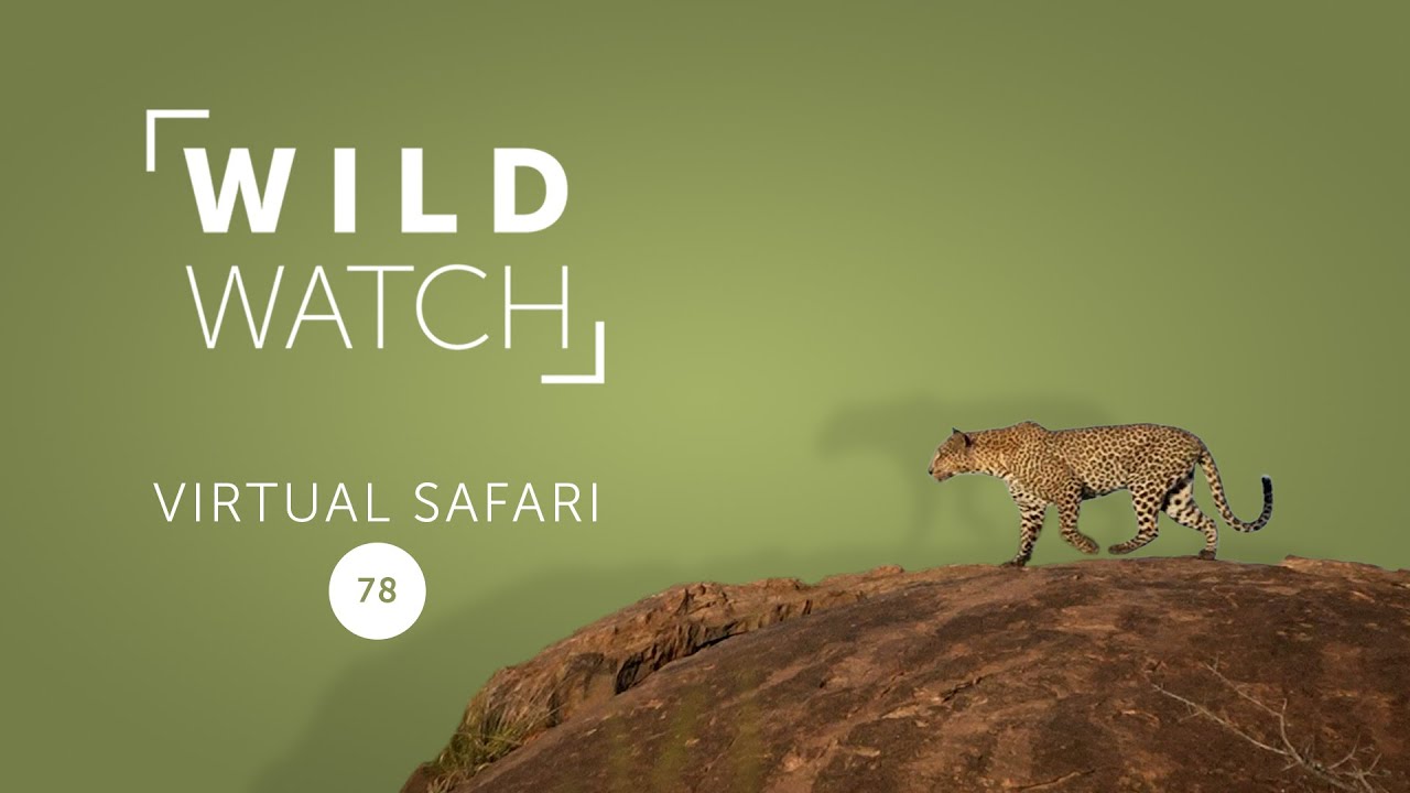 Привет, Суйян! Страна редкостей | Виртуальное сафари WILDwatch 78