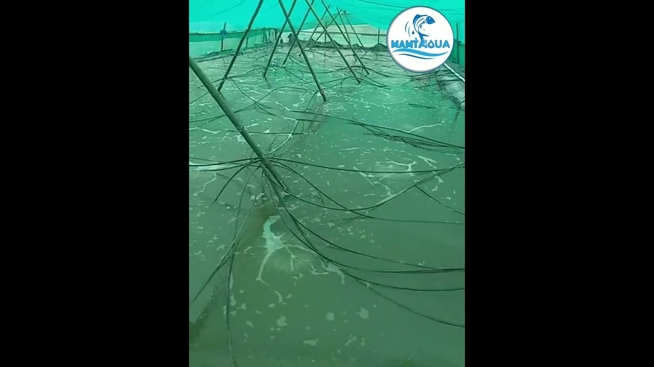 Pond Liner Biofloc Culture