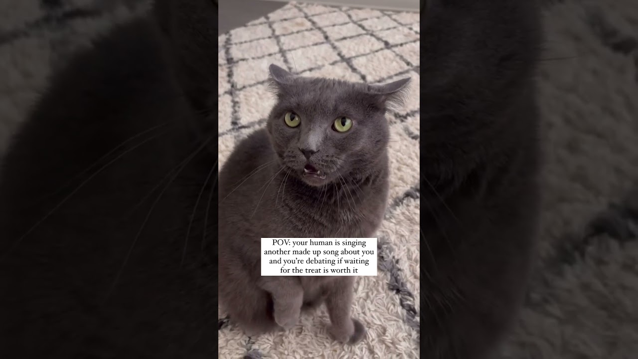 POV: Your Human is Singing About You  #cat #catcuriosity