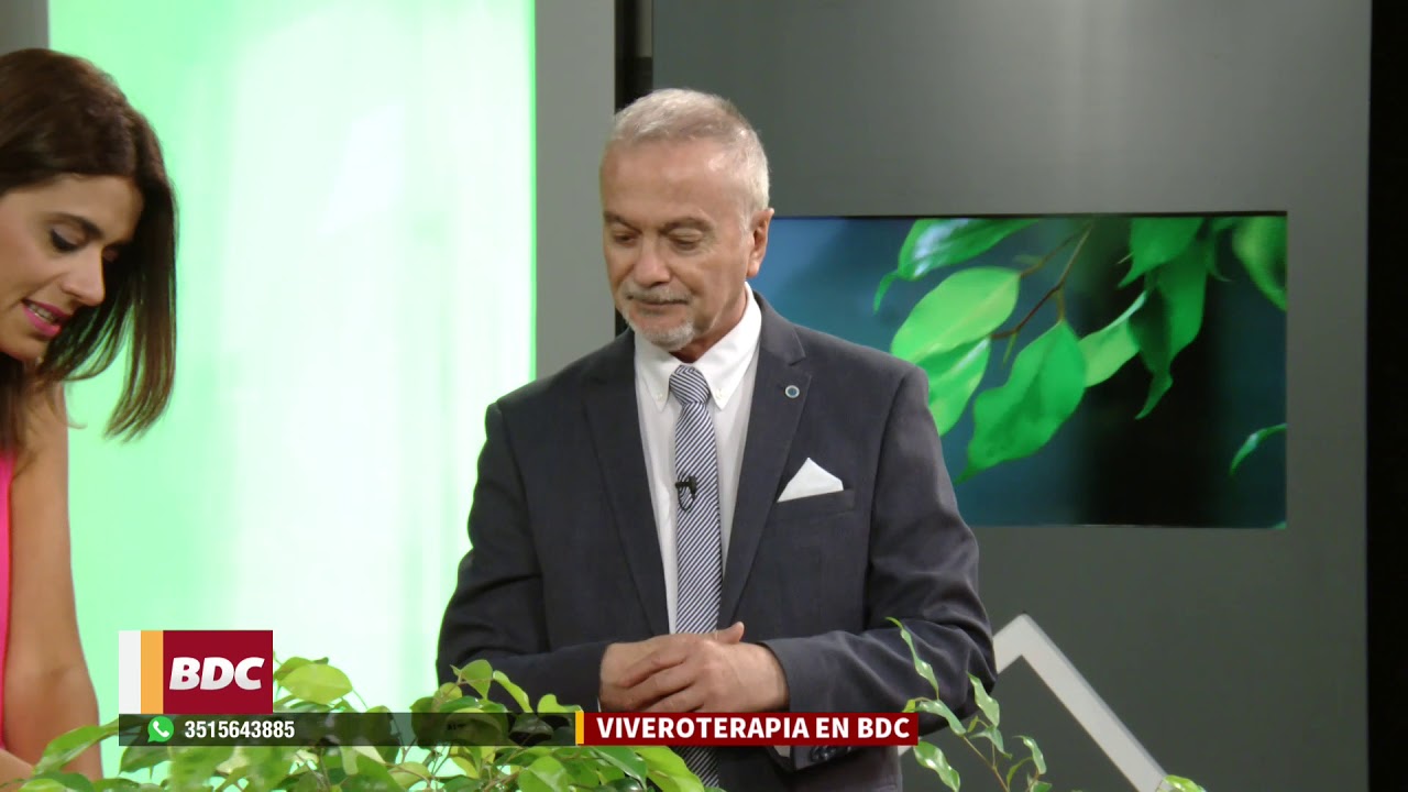 &iquest;C&oacute;mo cuidar bien un Ficus?