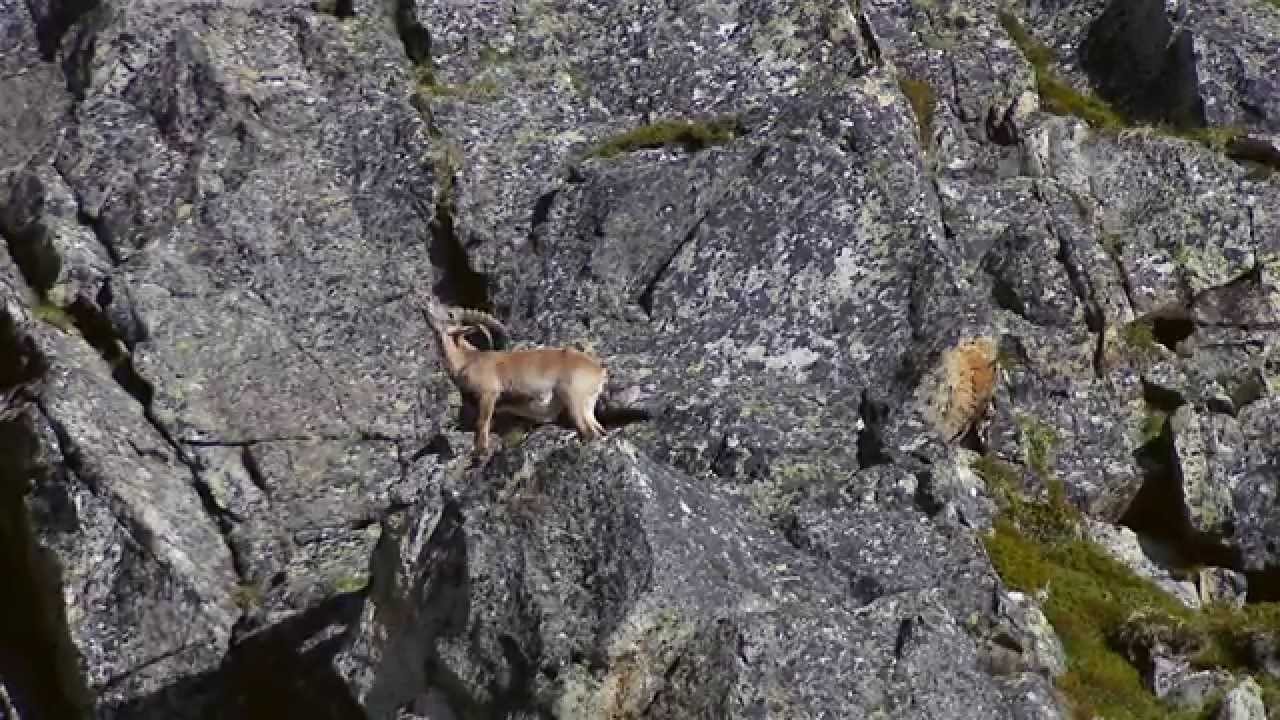 Wildlife of Tyrol - Digiscoper of The Year 2015 4th place