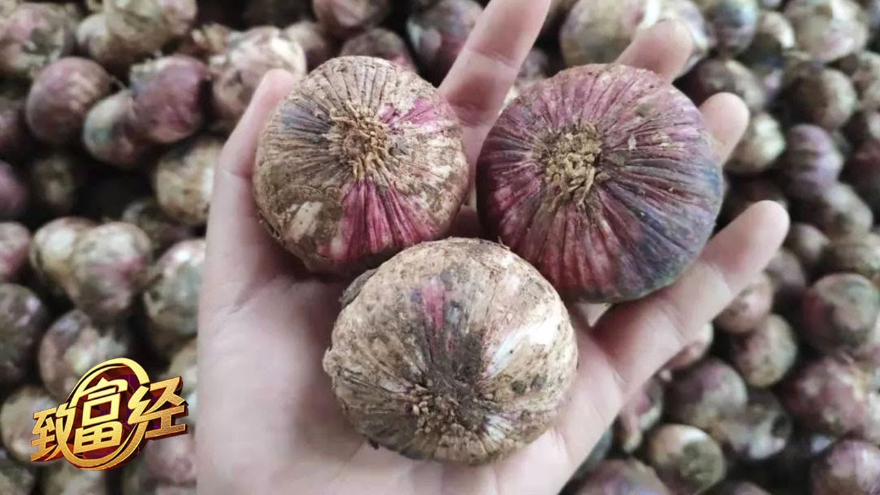 想知道身价颇高的独头蒜是如何种出来的吗？掌握好这个种植秘诀，提高独头率其实很简单！|「致富经」20230324