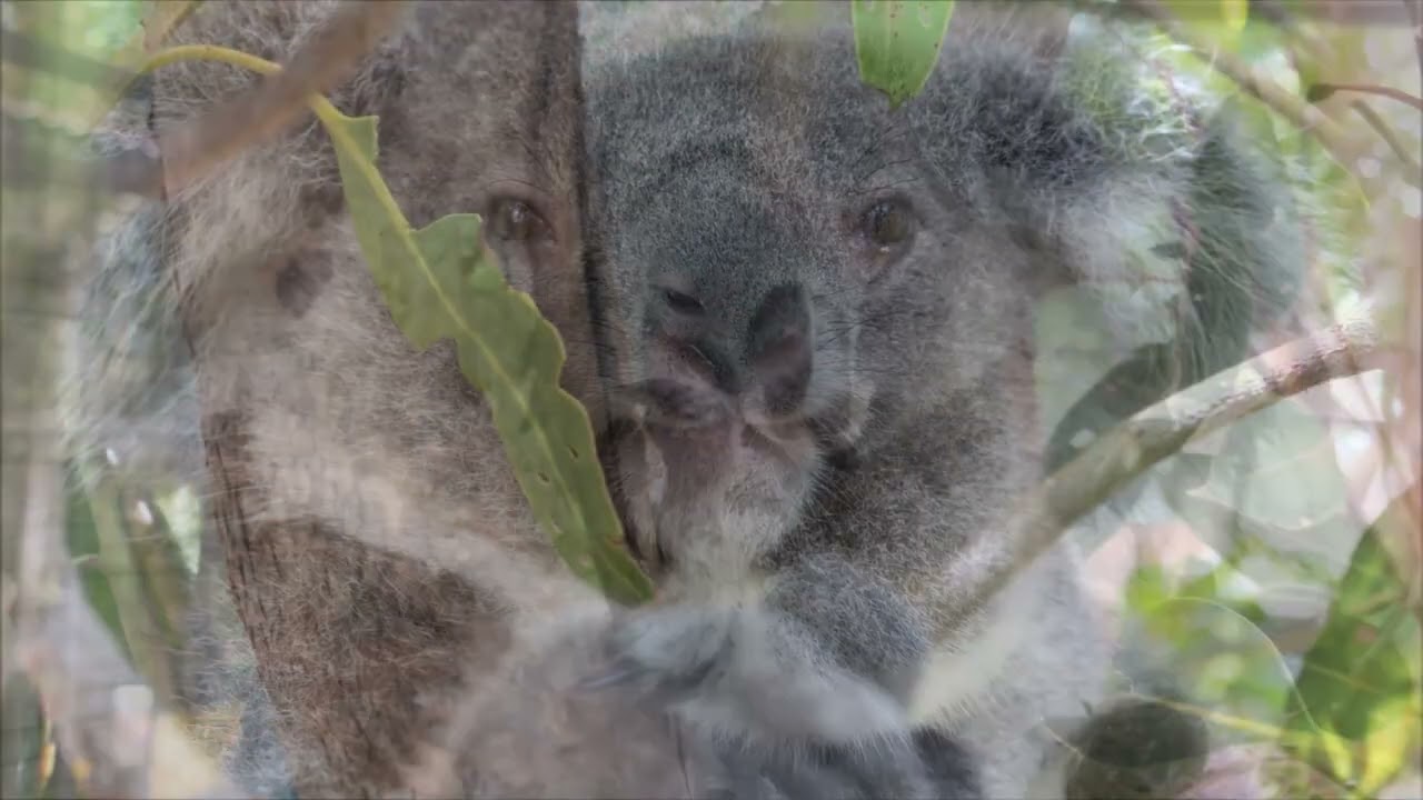 All about Wriggles and Lemon koalas in Koala Kindy