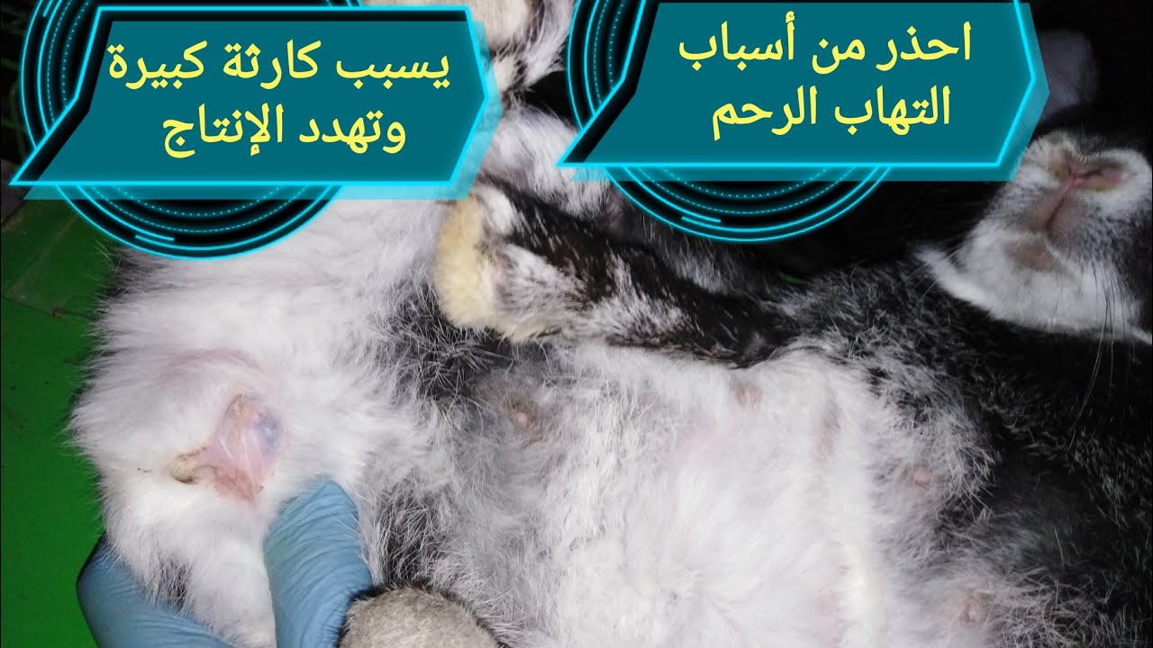 التهاب الرحم وعلاجة النهائي 5 أسباب للالتهاب الرحم وطرق الوقاية احذر الوقوع فيها 👍👍