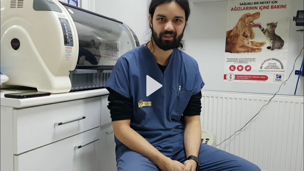 Köpeklerde banyo ile ilgili püf noktalar