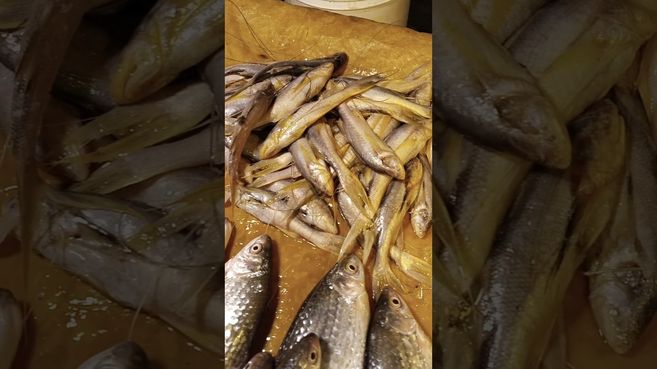 Mirpur 12 Fish_Market Video 2025 #fish #fishmarket #mirpur #short
