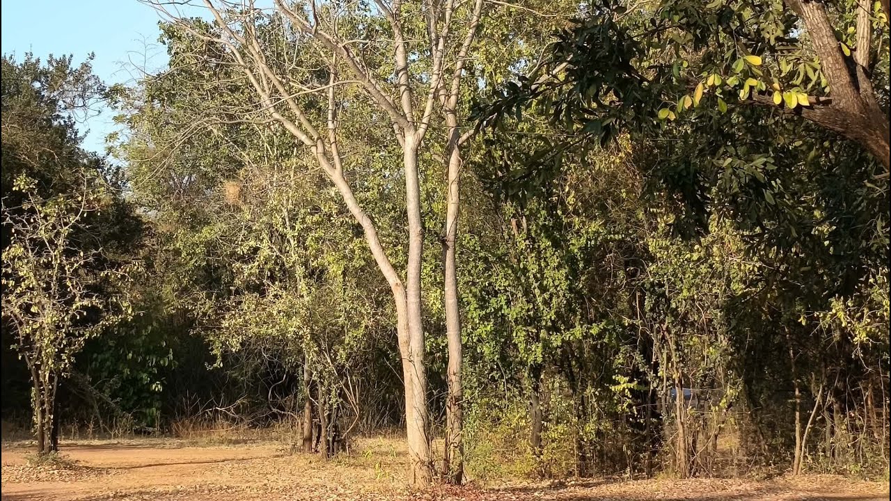 Rutr Sott - Trees and leaves (Take1)