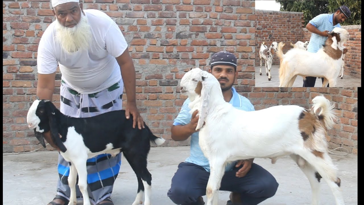 Abbu ka dhamaka collection ek se ek bakre