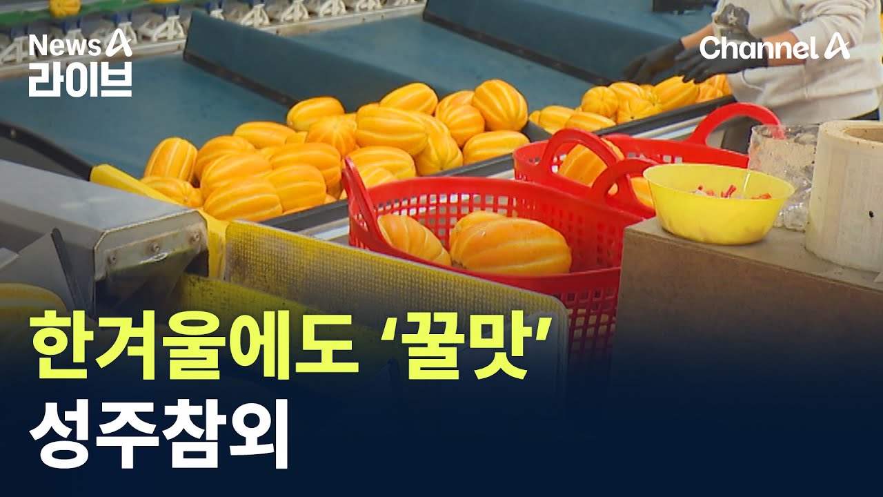 한겨울에도 &lsquo;꿀맛&rsquo; 성주참외 / 채널A / 뉴스A 라이브