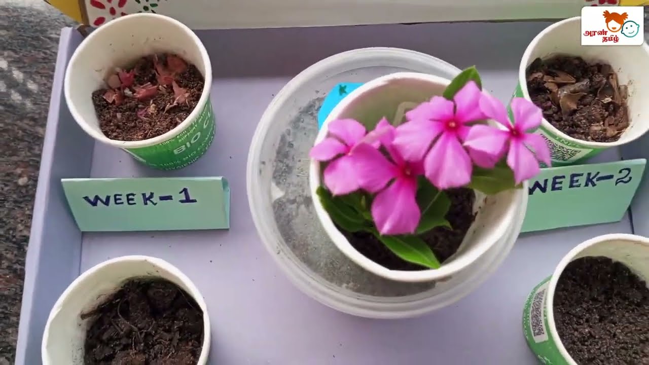 School composting Video | School project |#school #compost