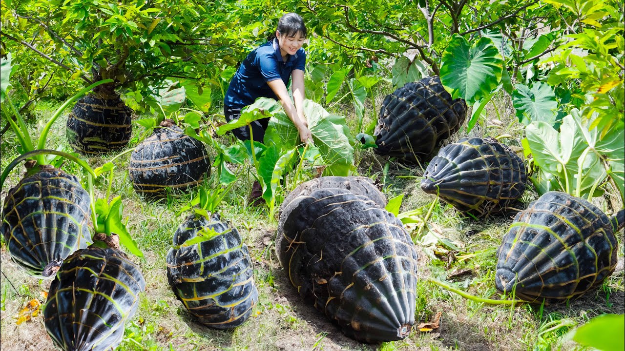 Harvest Firecracker Taro Tubers Sell In Market | Make attractive fried taro with sesame butter
