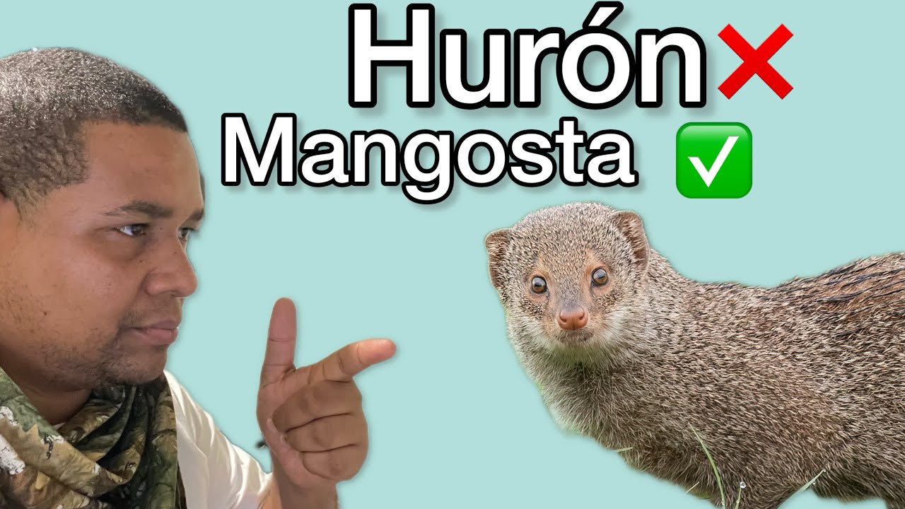 Lo difícil que es fotografiar un Jurón o Mangosta en República Dominicana