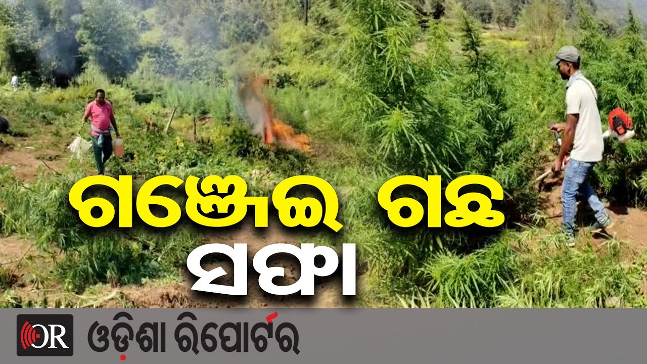 ଗଞ୍ଜେଇ ଗଛ ସଫା | Odisha Reporter
