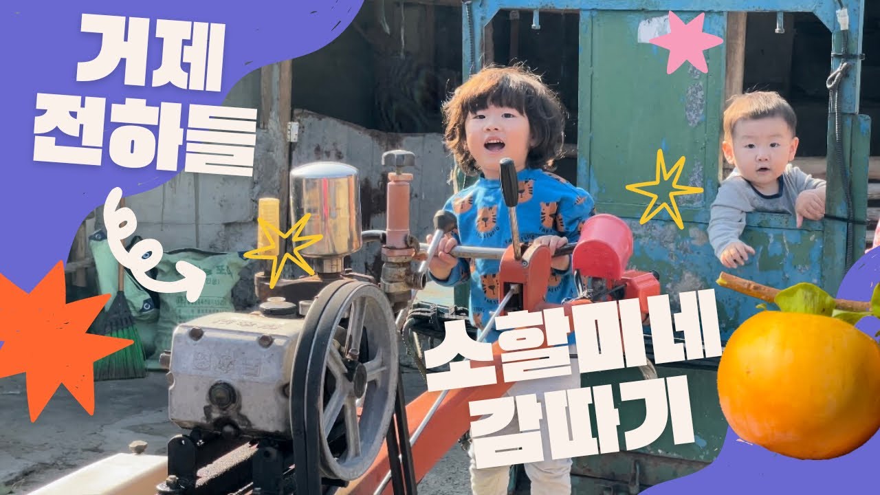 [13화] #거제전하들 감 따러 소할미네 갔어요~! 그리고 할미랜드에서 경운기도 탄 전하들! 시골은 재밌는게 많아요! @haha_bro #자연 #힐링 #육아 #시골 #가을