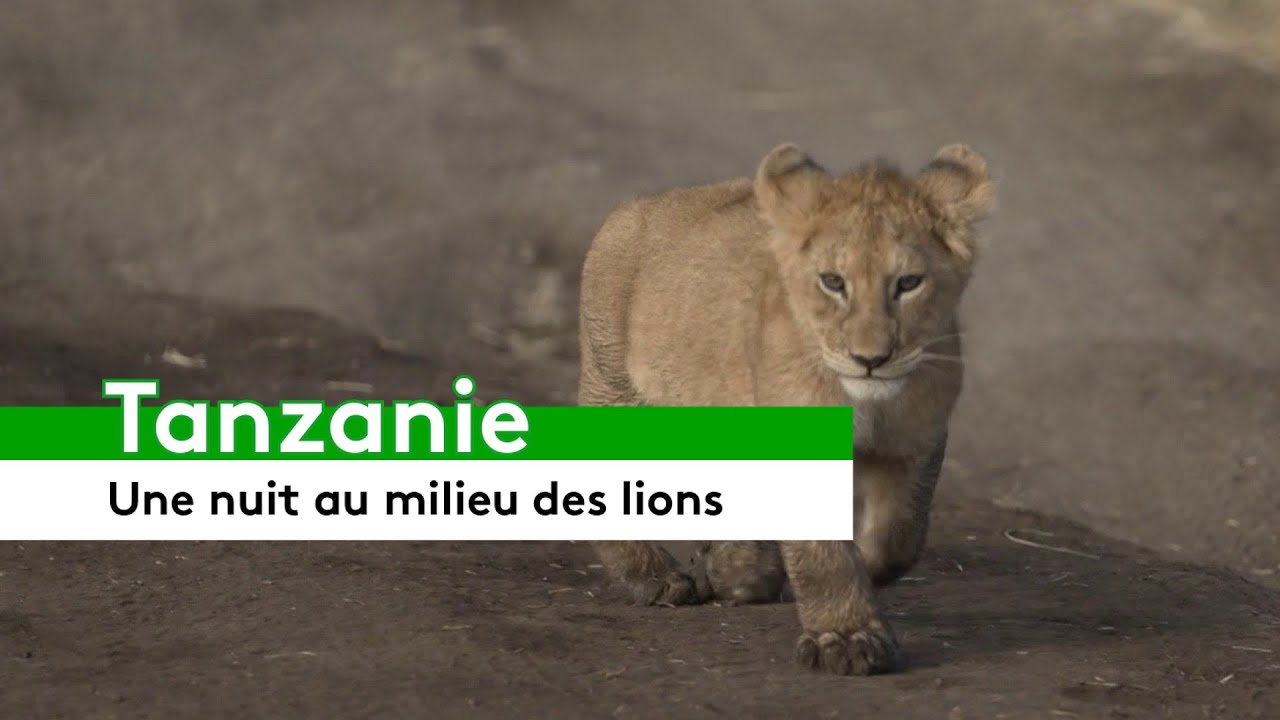 Une nuit au milieu des lions