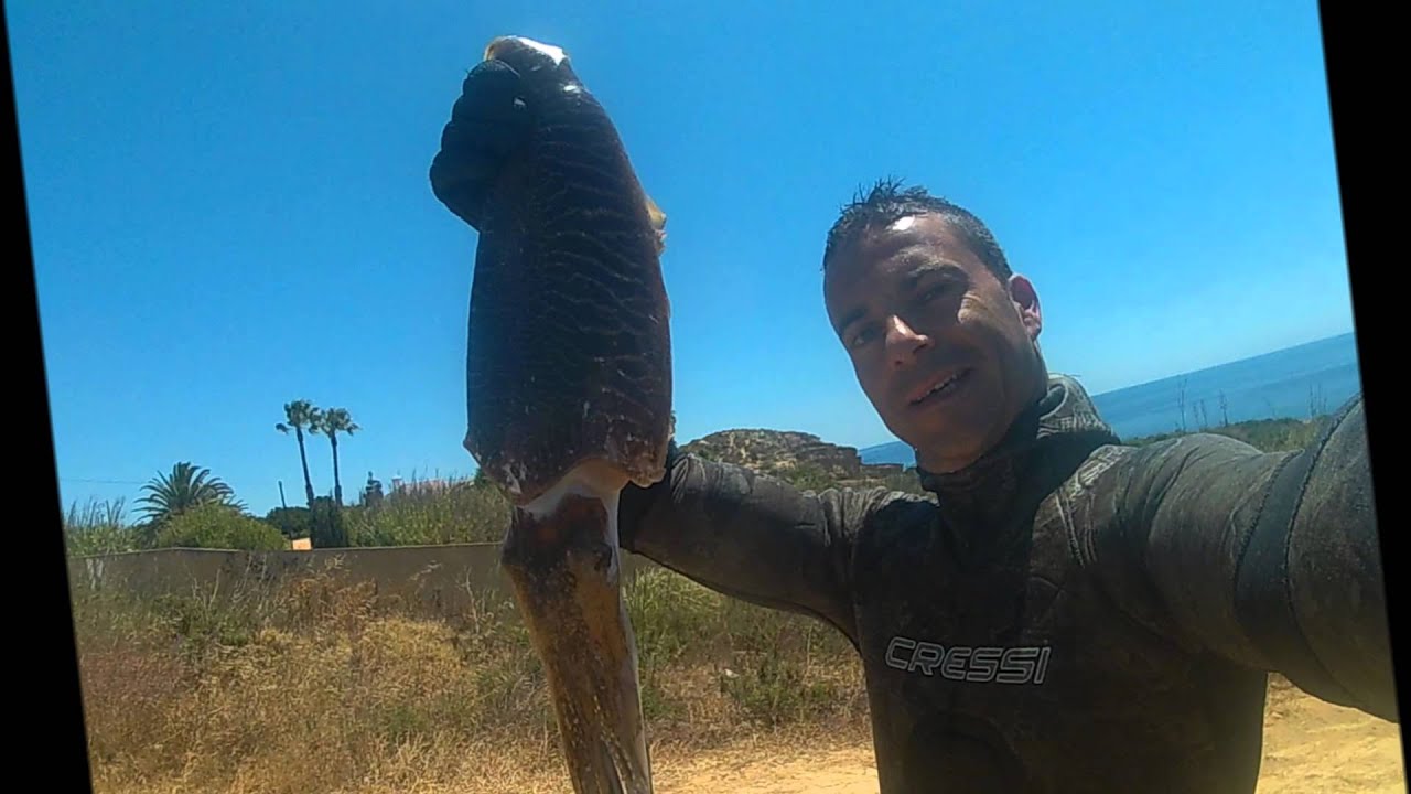 Ca&ccedil;a Sub Portugal 2016 - Algarve Spearfishing                                              #marlivre